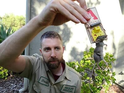 Rochester rodent trapping